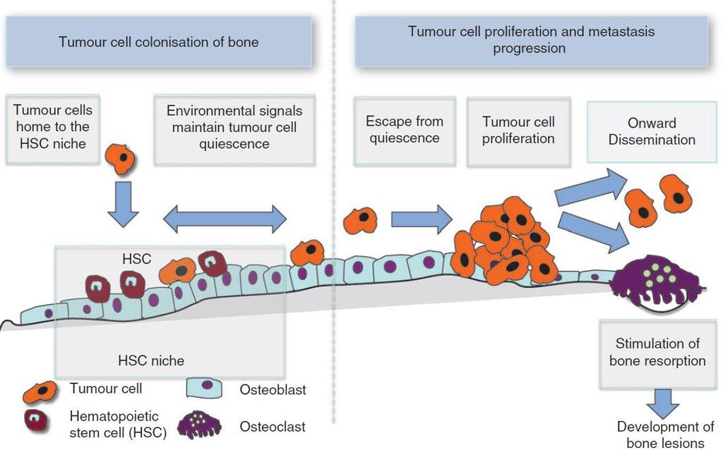Bone-directed therapy in breast cancer patients Coleman et al, ESMO