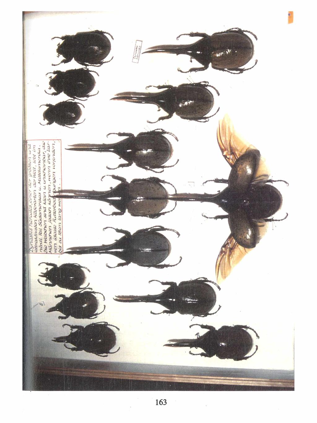 Kreis Nürnberger Entomologen;