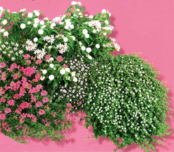 Rosa / Weiss Verbene rosa Kapmargerite creme/weiß Wandelröschen Blaues Gänseblümchen Geranie stehend Schneeflockenblume 100cm Kasten empfohlen Pflanzen: EUR 13,25