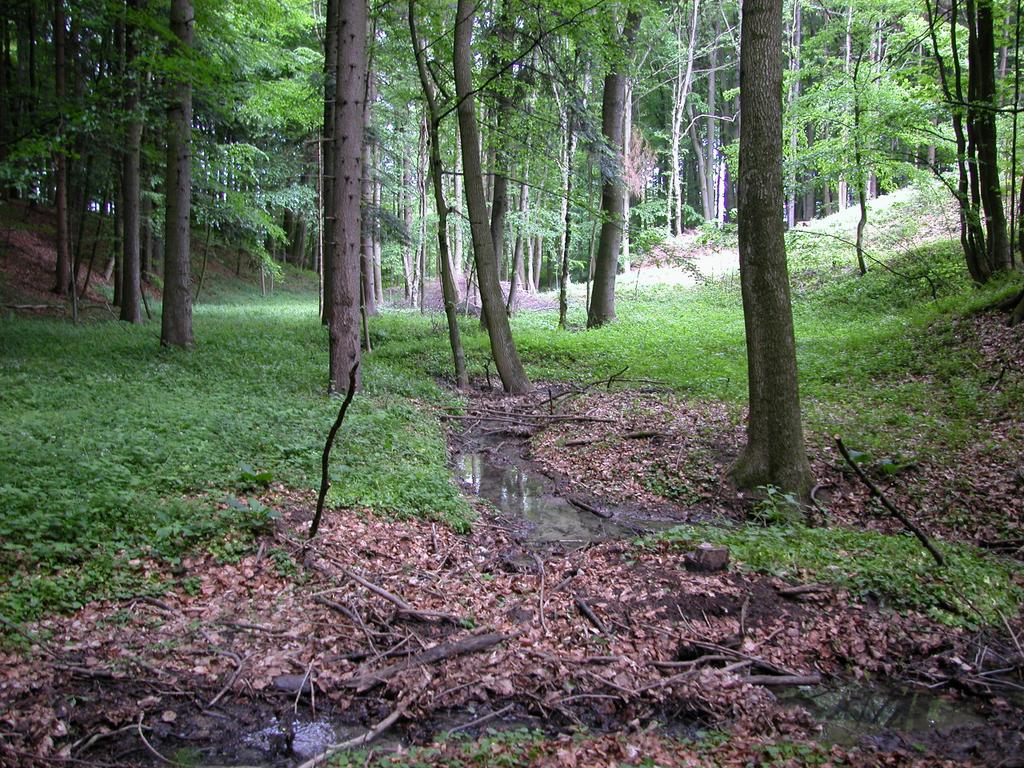 Eschen-Schwarzerlen-Bachwald Nach der ersten Wegquerung verbreitert sich der Waldgraben deutlich, das Gelände wird sumpfiger und auwaldartig.