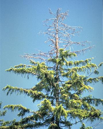 Abb. 11. Ist nur der oberste Wipfel befallen, kann ein Baum überleben: Links eine Fichte mit Kupferstecherbefall, rechts eine Lärche mit Befall durch den Furchenflügeligen Fichtenborkenkäfer. Abb. 12.