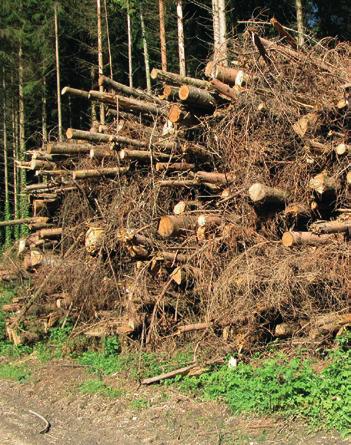 wirtschaftlich und ökologisch unverhältnismässig. Auch der Einsatz von begifteten Fangholzhaufen wird in der Schweiz als Bekämpfungsmassnahme nicht empfohlen.