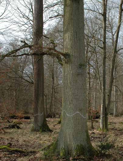 Seit 2011 werden in Rheinland-Pfalz Bäume im Wald mit weißen Wellen markiert.
