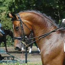 Georges bis Grand Prix auch auf der internationalen Bühne ließen ihn zu einem wahren Dressurstar werden und sicherten ihm zudem das selten vergebene TSF-Signum der Trakehner Sportpferde-Förderung.