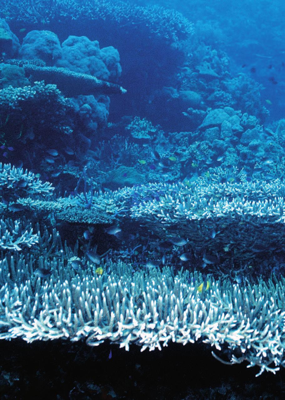 4 taucher revue Reportage Gigantische Korallen und ein
