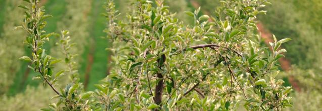 Insektizide Apfelwickler / Kleiner Fruchtwickler / Schalenwickler Steward 270 g/ha - 6 Achtung: Aufbrauchsfrist 31.7.17 Nomolt Nur Apfelwickler 0.64 l/ha Carpovirusine EVO 2 Nur Apfelwickler 0.