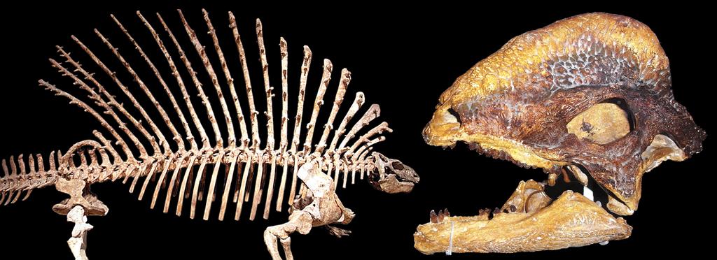 Abbildung 8. Fossile Tetrapoden. Links: Edaphosaurus aus dem Perm. Ein Verwandter des bekannten Dimetrodon, allerdings anders als dieser wohl ein Pflanzenfresser.