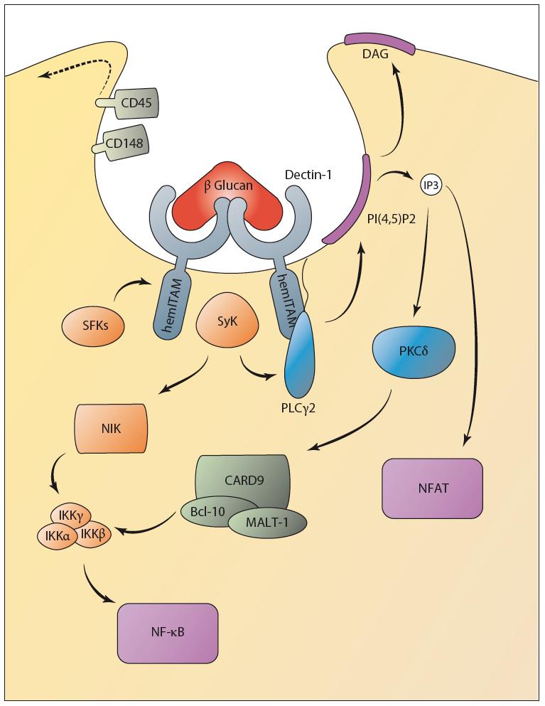 DecDn-1: Ein C-type lecdn receptor (CLR) induziert Phagocytose und Genexpression Hunderte CLR bilden heterogene