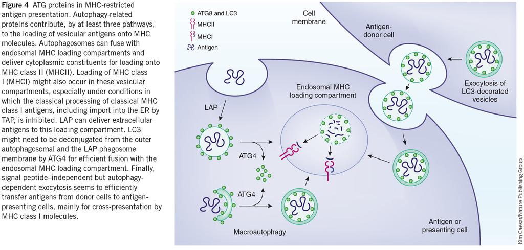Exkurs: Autophagie und AnDgenpräsentaDon Autophagosomen liefern cytosolische AnDgene für die MHC II-Beladung mtec betreiben intensive Autophagie