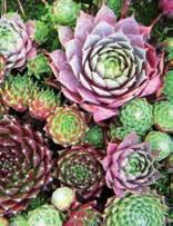 Sempervivum-Hauswurz im 11cm Topf nur Acorus und