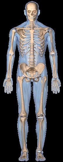 Behandlungsspektrum In der Praxis für Orthopädie erfolgte die Untersuchung und Behandlung aller orthopädischen Erkrankungen der Erwachsenen einschließlich Knochenbrüche.