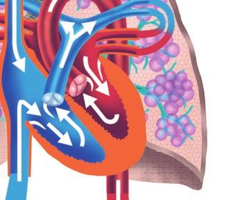 Lungenkreislauf Aorta