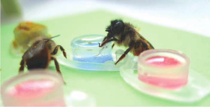 Mauerbienen bei der Aufnahme von Thiacloprid-haltiger Zuckerlösung. Foto: B. Hohnheiser die Hilfe von Artgenossen.