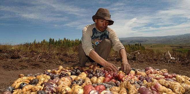 Das Comeback der tollen Knolle Extrem armen Kleinbauern in Peru die Ernährung sichern 3.800 Kartoffelsorten kannten die Inkas in Peru.