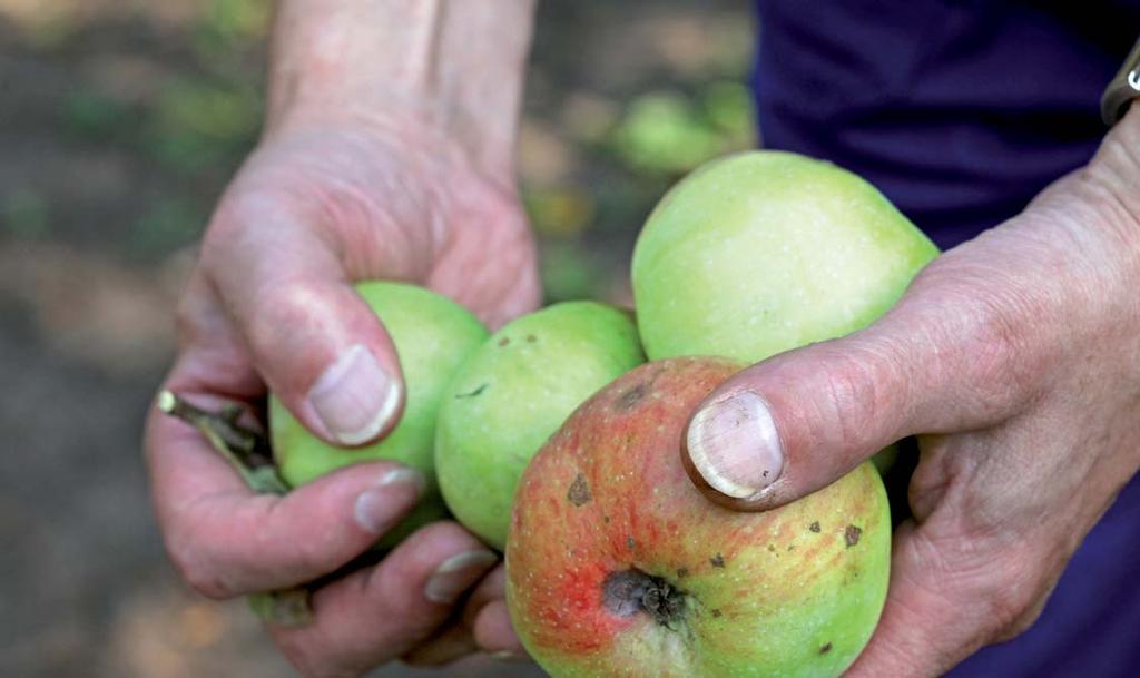 Apfelernte auf der Gemüsewerft. Foto: Michael Scheer absatz war so groß, dass die Anbaumenge im kommenden Pflanzjahr verzehnfacht wird.