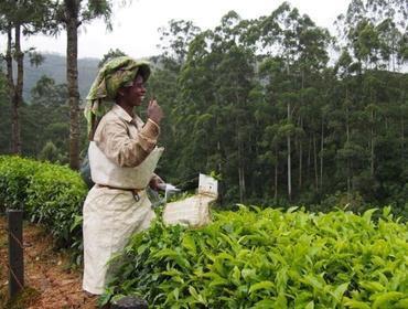 4. Tag: Im Rhythmus der Teeplantagen Sie verbringen den heutigen Tag auf der Teeplantage und verfolgen den Weg des Tees vom Busch zum Beutel.