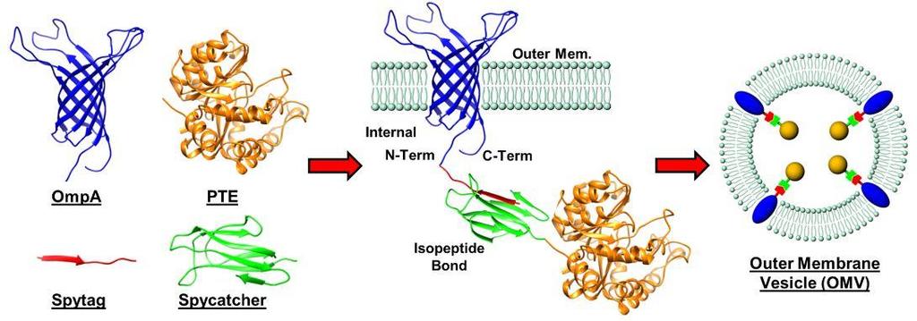 Membranvesikel als Enzymtransporter Kopplung von PTE und OmpA durch das SpyCatch/SpyTag-