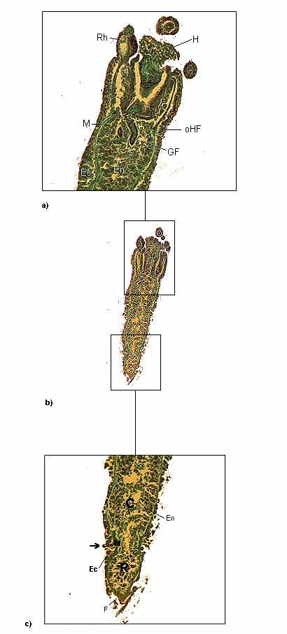 Abb. 36: Histologische Schnitte vom Metamorphosepolypen von C. marsupialis: a) Histologischer Längsschnitt des sich in Metamorphose befindlichen Kopfes des Polypen von C.
