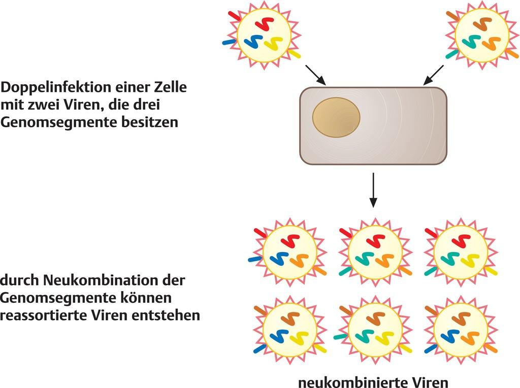 Influenza Virus Austausch genetischer Information