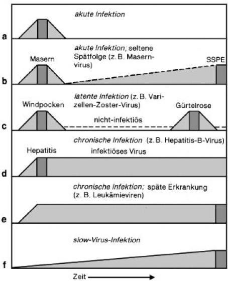 Verlaufsformen Virusinfektion 1. Suszeptive Zelle: Virus kann Zelle infizieren 2.