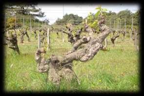 Cellier de Marrenon La Tour d Aigues www.marrenon.de 6313E 0,75 ltr. 2016 Les Grains Blanc Chardonnay 3,99 PREMIUM IGP 6355E 0,75 ltr.