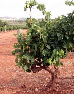 Neben der Appellation Clare Valley zählen auch Weinberge im Barossa Valley, Coonawarra, Eden Valley und McLaren Vale zum Weingut. Kilikanoon ist heute DER südaustralische Terroir-Spezialist.