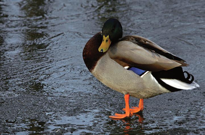 Die grenzüberschreitende Wasservogelzählung Im Anschluss an die Anerkennung des Rheins als grenzüberschreitendes Ramsargebiet im Jahr 2008 wurde eine gemeinsame und umfassende Zählung der Wasservögel