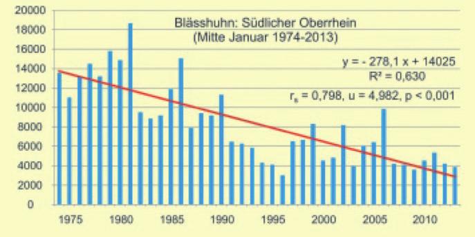 Seither werden auf dem Rhein gleichbleibende Bestände gezählt, die zwischen 900 und 1.