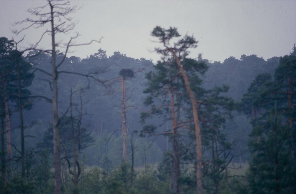 108 Ornithol. Anz., 47, 2008 Abb. 3. Fischadlernaturhorst, besetzt von 1993-1998. Der Horst existiert heute nicht mehr. A natural Osprey nest, occupied from 1993 1998.