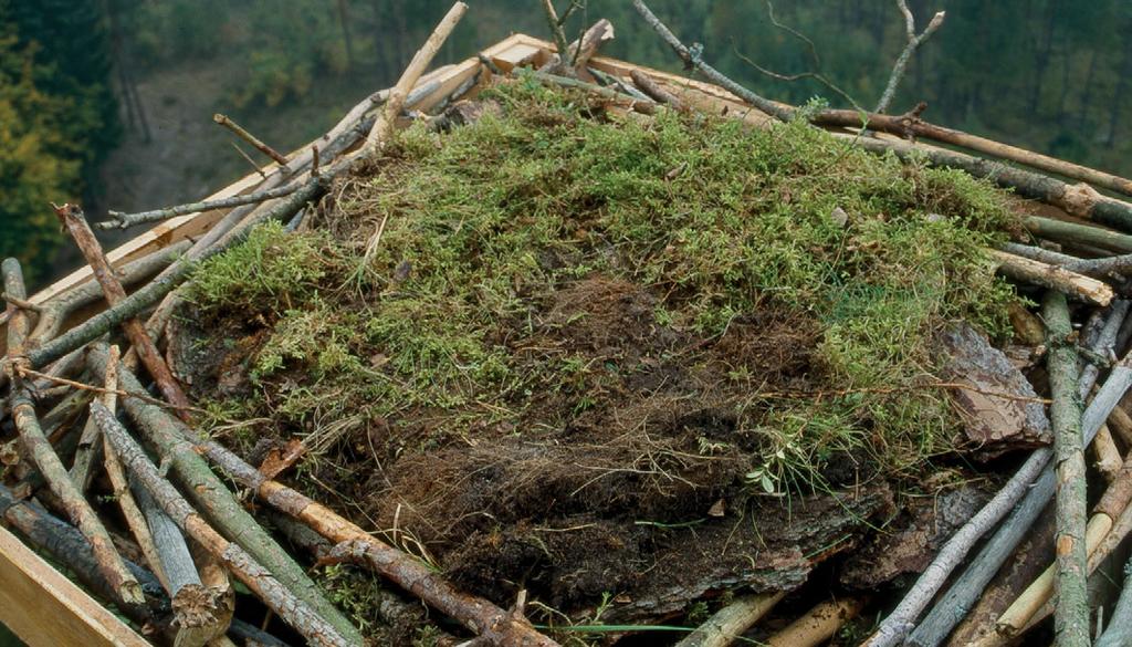 Artificial nest site on the top of a pine tree. A nest site build by sticks and humus layer is offered. Nisthilfen vor allem in der Umgebung bestehender Brutpaare erwiesen (Abb. 9).