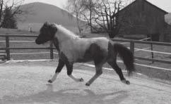 Über erfolgreiche Behandlungen von diaphysären Tibiafrakturen bei adulten Pferden wurde wenig beschrieben.