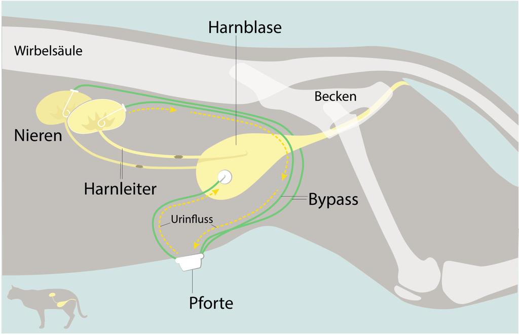 Röntgenbild und Illustration von Tiger nach der Operation.