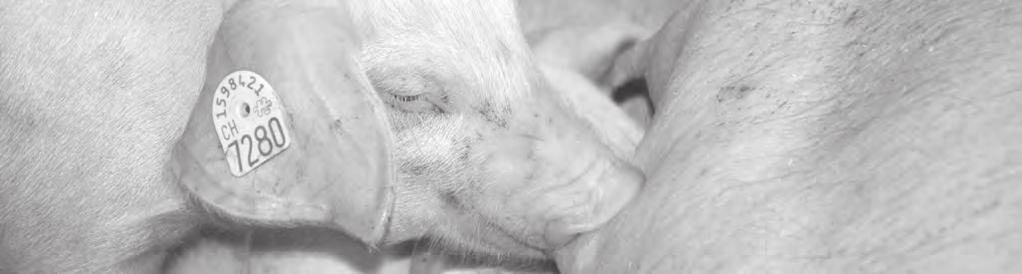 Geschäftsbereiche Zucht und SGD Merkblatt für Schweineprofis Wenig Ferkelverluste in grossen Würfen um mehr Ferkel erfolgreich abzusetzen Ziel Ferkelverluste tief halten auch bei grossen Würfen