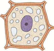 4 1 Die Pflanzenzelle Meristemzelle Cytoplasma Plasmalemma Einzelvakuole a Zellkern Nucleolus Tonoplast b Zentralvakuole Parenchymzelle