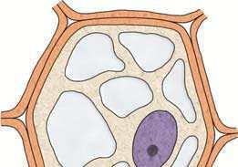 Die Differenzierung der Meristemzelle (a) zur Parenchymzelle (d) ist schematisch abgebildet.