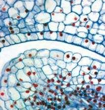 158 5 Fortpflanzung und Entwicklung Chalaza äußeres Integument inneres Integument Antipoden Embryosack