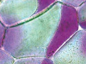 1.5 Wasserhaushalt und Plasmolyse 31 Vakuole Tonoplast Cytoplasma Plasmalemma Zellwand Mittellamelle Hechtscher Faden a Konkavplasmolyse Konvexplasmolyse b c Abb. 1.