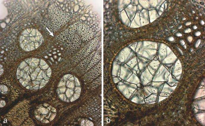 76 2 Die Sprossachse Tüpfel Holzparenchymzelle Ringtrachee Wandverdickung Cytoplasma Vakuole Zellwand Mittellamelle