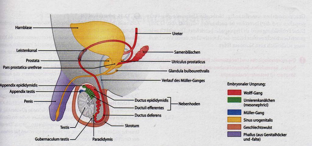 Aus dem sich auswachsenden Wolff-Gang entsteht der Ductus deferens, der Ductus epididymidis, die Samenblase und der Ureter (siehe Abb. 1) (Haider, 2010).