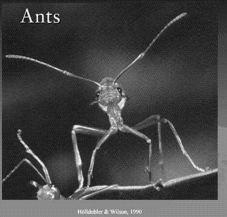 Ameiseolonien Ant Systeme für TSP AS Variationen