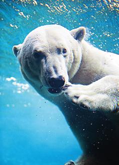 Stadtkultur 1 Zoo am Meer in Bremerhaven Jetzt neu mit Nordsee-Aquarium Einzutauchen in die Unterwasserwelt der Robben, Eisbären, Pinguine, Otter & Co. ist das besondere Erlebnis im Zoo am Meer.