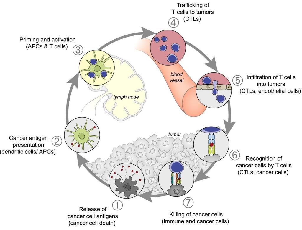 Investitionen in Innovation Der Krebs-Immunität-Zyklus Immunonkologie Ein neuer therapeutischer Ansatz zur Krebsbehandlung mithilfe des körpereigenen Immunsystems CAR-T-cells