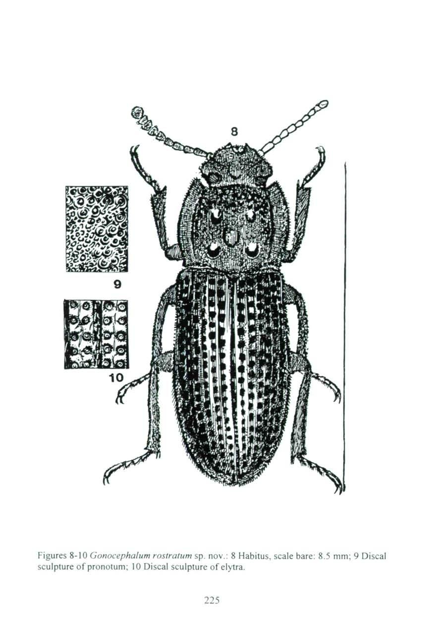 Figures 8-10 Gonocephalum rostralum sp. nov.: 8 Habitus, scale bare: 8.