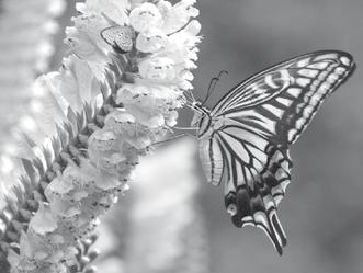 TELE-MAKRO Damit können Sie interessante Aufnahmen von sehr kleinen Motiven wie Blumen und Insekten usw. machen. Der Hintergrund ist dabei verschwommen, so dass das Motiv deutlicher hervortritt.