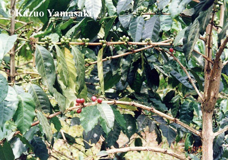 Familie: Rubiaceae (Rötegewächse) Coffea arabica (Bergkaffee) 6-9 m hoher Baum, in