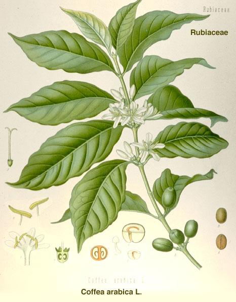 Familie: Rubiaceae (Rötegewächse) Coffea arabica (Bergkaffee) Coffeae semen (Kaffeebohnen) Die getrockneten, von der Samenhaut befreiten Bohnen.