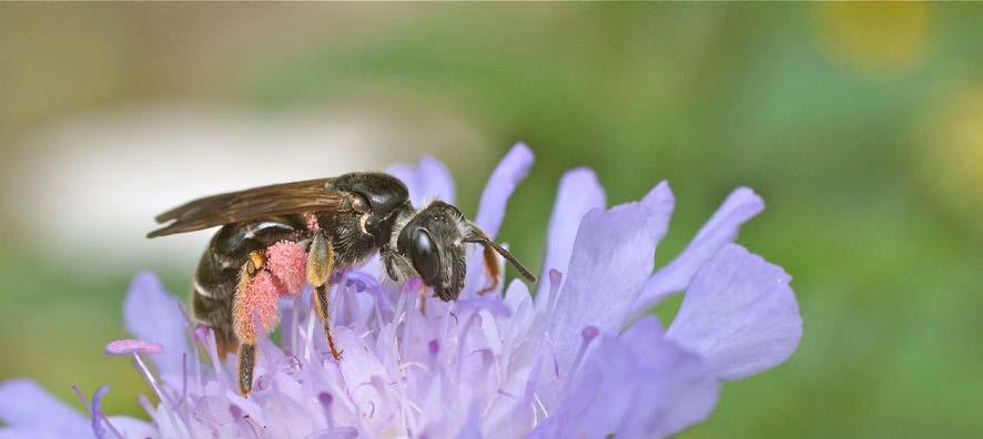 Colletes halophilus ist auf Korbblütler (Asteraceae) als Pollenquelle spezialisiert.