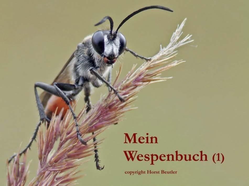 AMPULEX 9 2017 Artmann-Graf: Andrena rufula in der Schweiz mung gefunden.