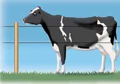Elektrozäune für alle Tierarten Kühe 90 cm Elektrozäune für Kühe sind 0,85 m bis 1,05 m hoch, mit