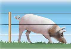 Schafe Elektrozäune für Pferde sind 1,30 m bis 1,60 m hoch, mit 2 bis 3 stromführenden Leitern.